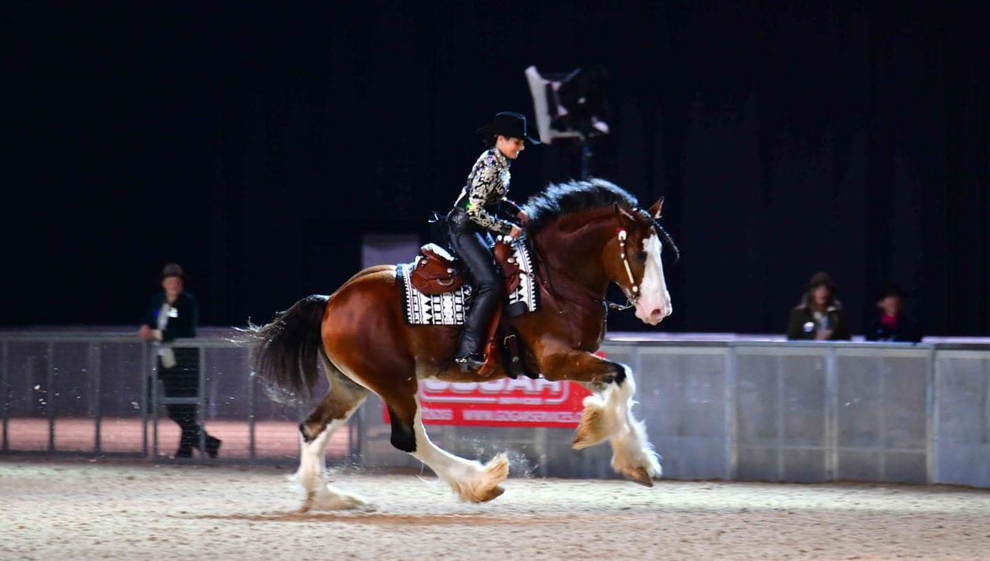 Towerview Theo & Jessica Crannell-Menard - Clydesdale Stallion